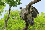 Harpy Eagleborder=